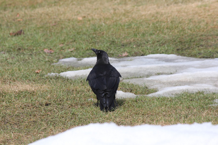 乌鸦Corvus Brachyrhynchos