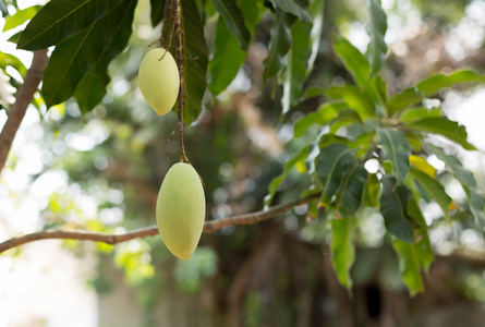 毒漆树果实在一棵芒果树上的芒果果实照片
