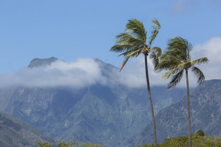 椰子棕榈树在夏威夷考艾岛的沙滩上