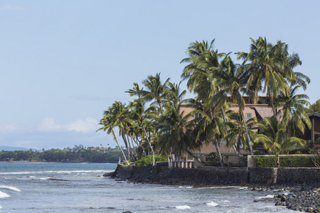 椰子棕榈树在夏威夷考艾岛的沙滩上