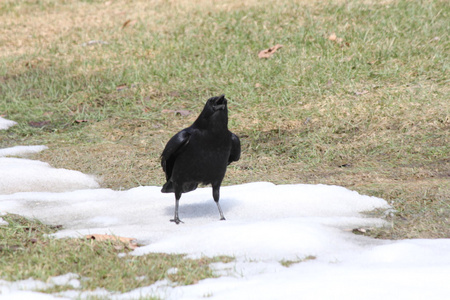 乌鸦Corvus Brachyrhynchos