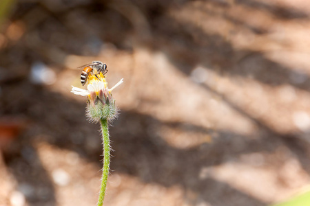 小花上的蜜蜂