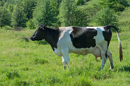 在绿色的草原上放牧的牛