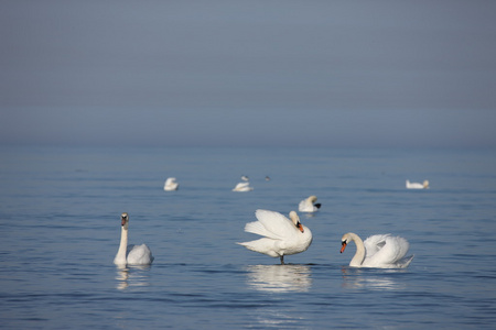 白色天鹅波罗的海