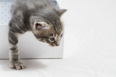 惊讶的是，小小猫被困在一个礼品盒，可爱的动物甜