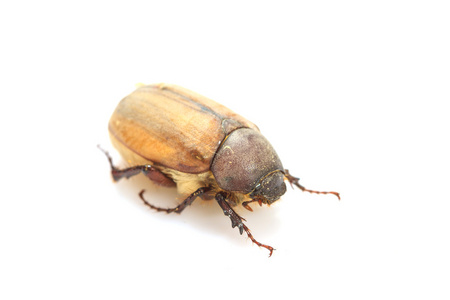 金龟子,可能 bug 在白色照片