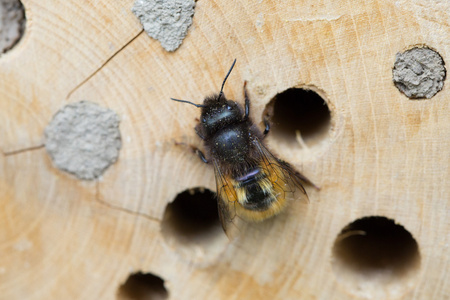 交配独居的蜜蜂独居野生蜜蜂 (壁蜂角) 从一个洞中 tr 望