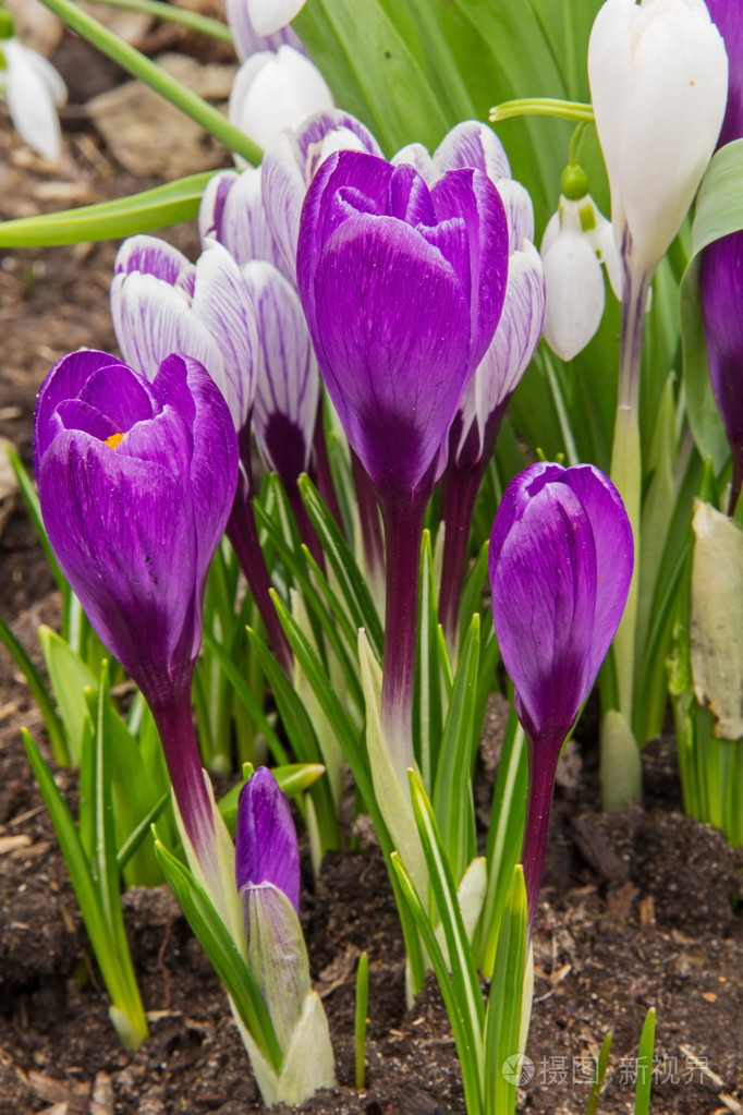 初春绽放的紫色番红花