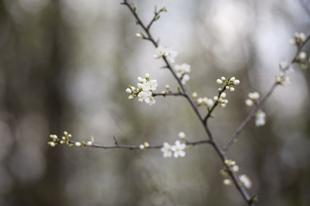 梅花分枝花