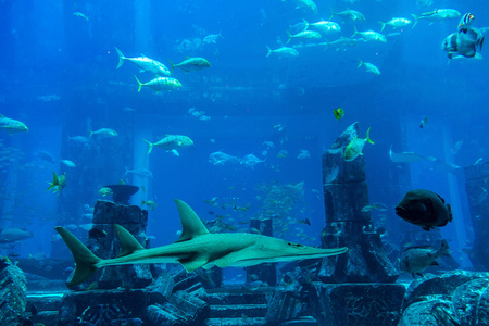 在迪拜的大型水族箱图片