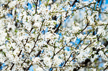 树在春天的花朵
