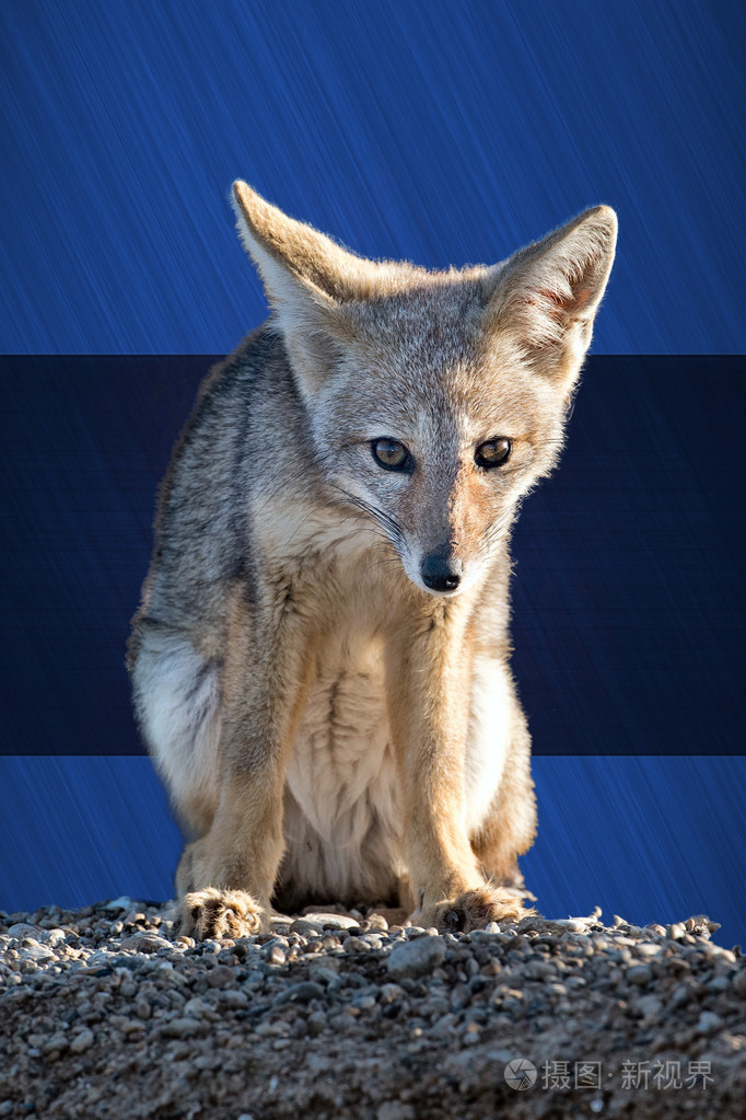 蓝眼睛莱斯特fc冠军狐狸