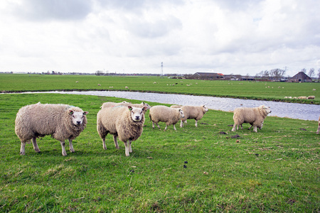 在从荷兰春季农村放羊