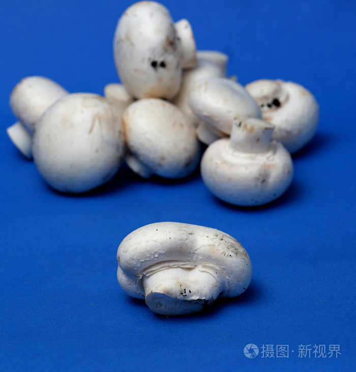 蓝色背景上的新鲜香槟酒蘑菇