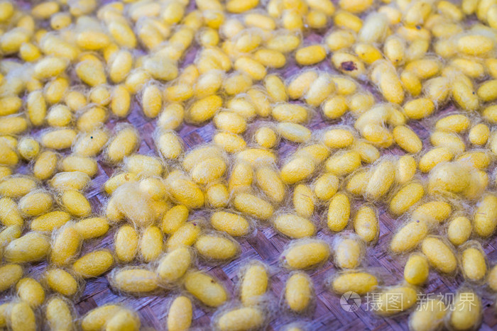 组丝绸蠕虫的茧的巢