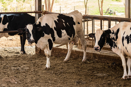 黑与白牛在泰国当地农场