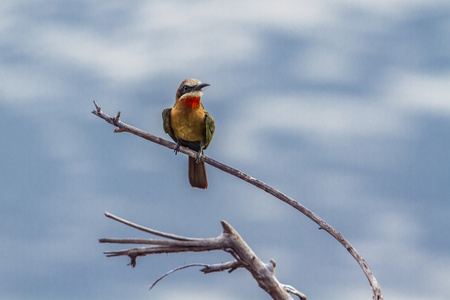 白顶食蜂鸟在南非克鲁格国家公园