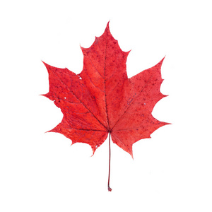 创意概念黄色和红色的叶子与题词秋天.枫叶.脱落的树叶.