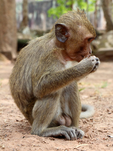 猴子在柬埔寨吴哥窟遗址