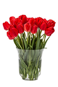束红色的花朵郁金香插在花瓶里，白色的背景上孤立