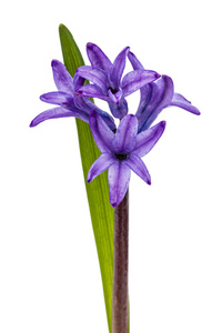 风信子，孤立的白色背景上的紫色花