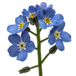 淡蓝色的花图片