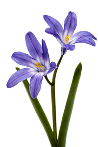 紫色花的 Chionodoxa luciliae，雪，孤立无援的荣耀