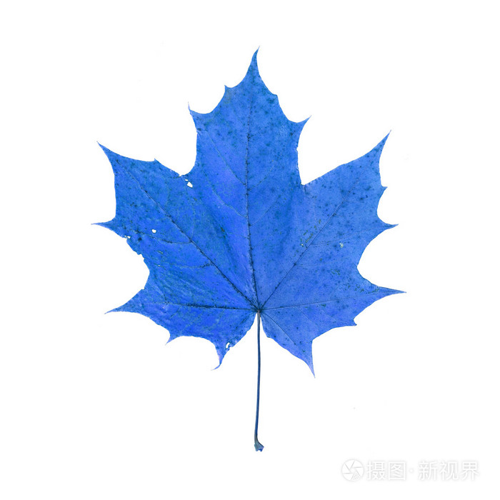 孤立在白色背景上的蓝色枫叶