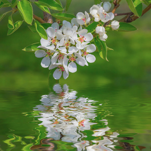 春天苹果分枝绽放反射在水中