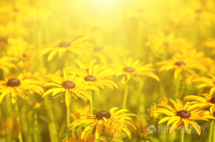 Rudbekia 夏花照片 正版商用图片1nl540 摄图新视界