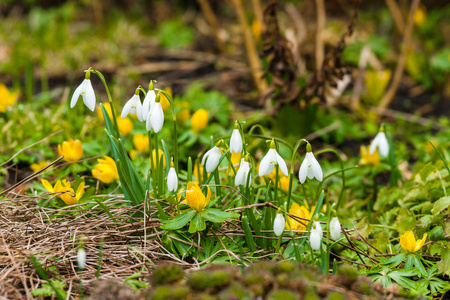 花园里的 Eranthis 和雪花莲的花