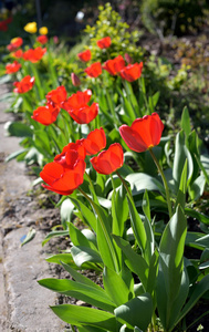 红色郁金香花