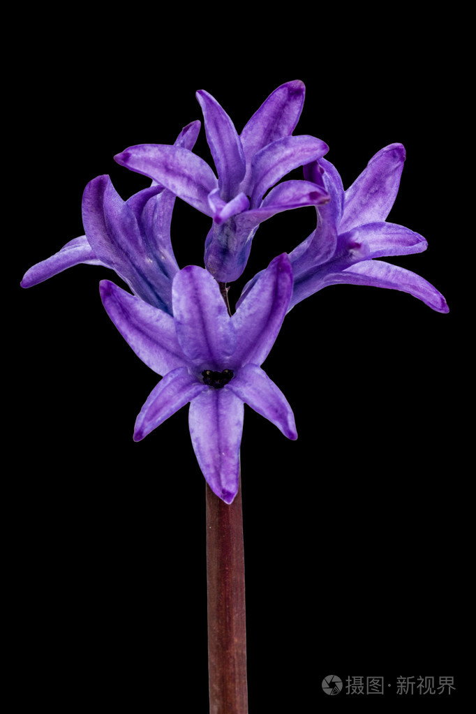 风信子,孤立在黑色背景上的紫色花