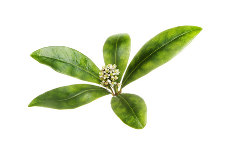 Skimmia 花和树叶