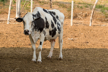黑与白牛在泰国当地农场