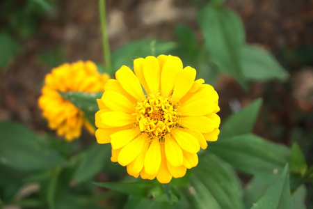 非洲菊菊花花