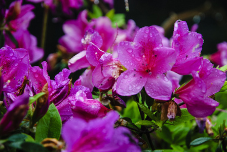 在花园里盛开的杜鹃花花朵