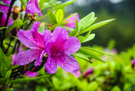 在花园里盛开的杜鹃花花朵