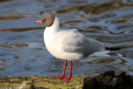 近水 Chroicocephalus ridibundus