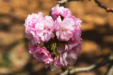 日本樱花