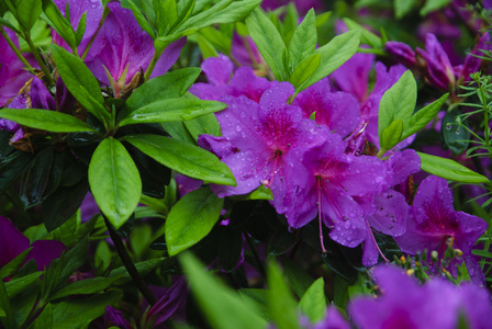 在花园里盛开的杜鹃花花朵