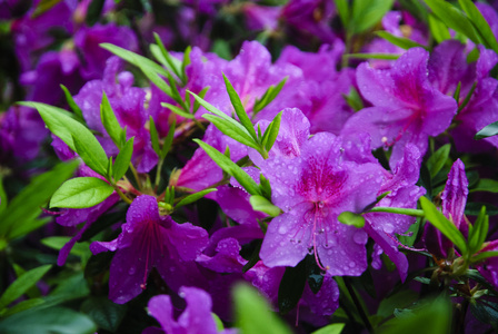 在花园里盛开的杜鹃花花朵