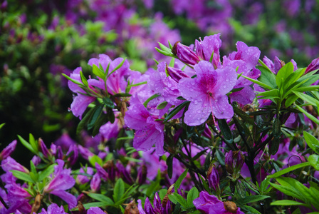 在花园里盛开的杜鹃花花朵