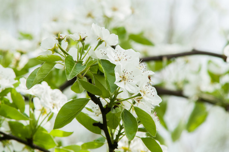 花梨树图片 花梨树素材 花梨树插画 摄图新视界