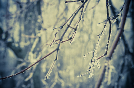 森林里冻结的树枝