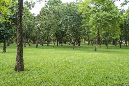 绿草带着公园里的树木