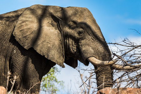 大象在干燥的季节里寻找一些食物照片