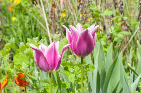 紫郁金香花图片