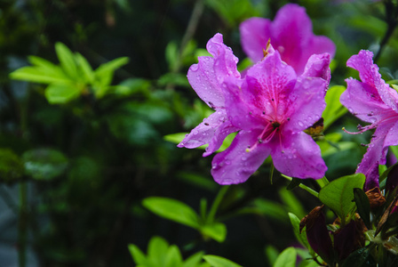 在花园里盛开的杜鹃花花朵