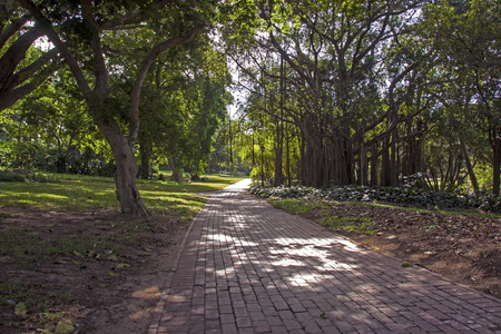 阴凉的绿色花园图片